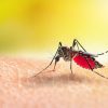 Brasil ultrapassa 5 milhões de casos prováveis de dengue