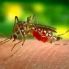 Sinimbu contra a Dengue: Secretaria de Saúde inicia inspeções para combater o mosquito Aedes Aegypti