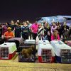 Governo gaúcho e Força Aérea Brasileira oferecem transporte gratuito para estimular adoção de animais resgatados