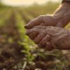 Governo federal anuncia R$ 546,6 bilhões para o desenvolvimento da agricultura no Brasil