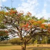 Primeira semana da primavera inicia com calor na maior parte do País