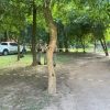 Polícia descarta crime em caso de mulher encontrada morta no Parque da Redenção