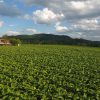 Rio Pardo sediará a 6ª Abertura Oficial da Colheita do Tabaco do Rio Grande do Sul