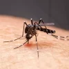 Brasil tem mais de 6,5 milhões de casos prováveis de dengue este ano